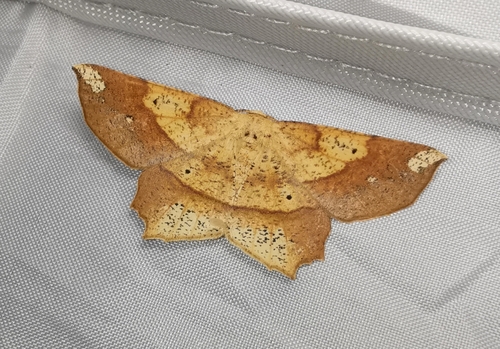 Deep Yellow Euchlaena Moth photo 6