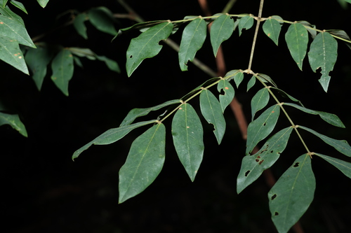 bacon wood (Archidendron lovelliae)
