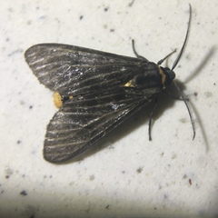 Amsactoides guangxica