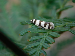 Philobota impletella