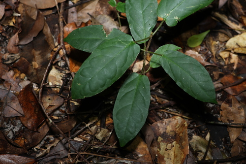 rusty vine (Leichhardtia racemosa)