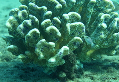 Pocillopora grandis