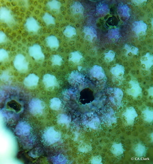 Pocillopora grandis