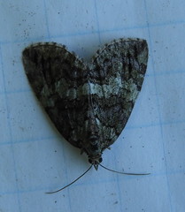 Hydriomena renunciata