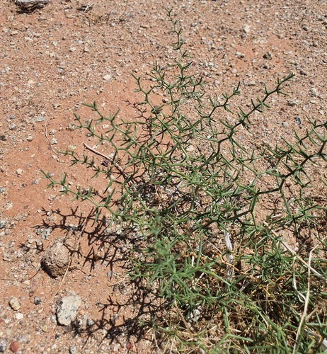 Asparagus brachyphyllus, photograph 1