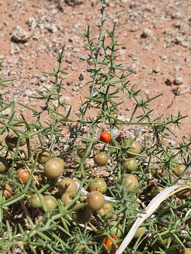 Asparagus brachyphyllus, photograph 2