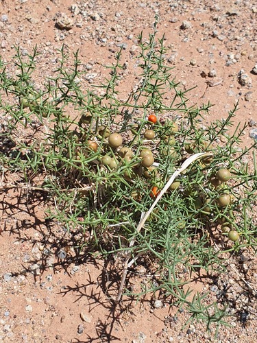 Asparagus brachyphyllus