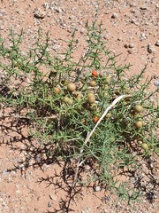 Asparagus brachyphyllus