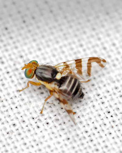 Eastern Cherry Fruit Fly photo 4