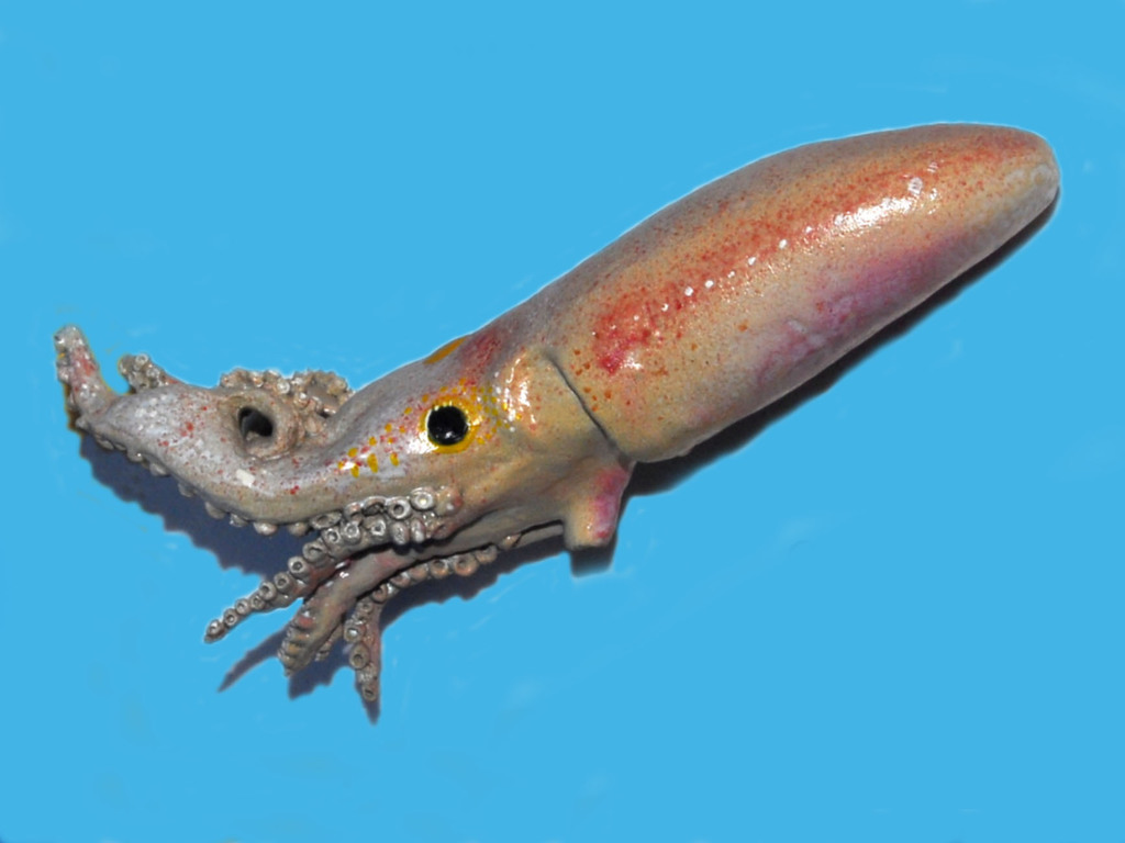 Carol Bobtail Squid