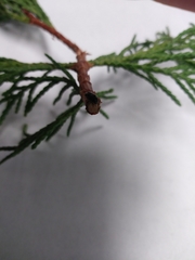 Phloeosinus