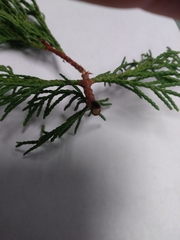 Phloeosinus