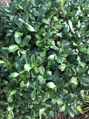 Withania begonifolia