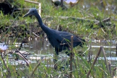 Egretta vinaceigula