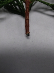 Phloeosinus