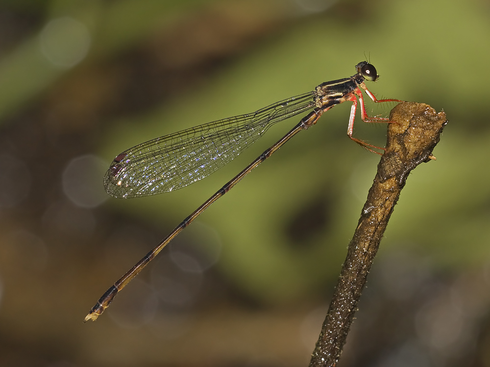 Heteropodagrion