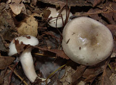 Hygrophorus occidentalis
