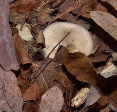 Hygrophorus occidentalis