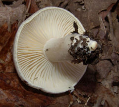 Hygrophorus occidentalis