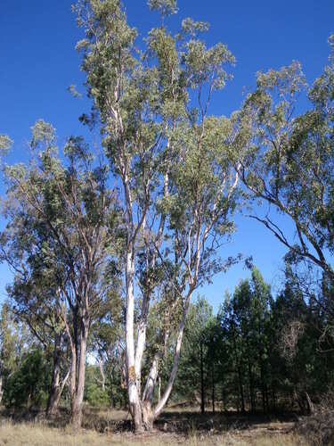 Baradine Red Gum (Eucalyptus chloroclada)