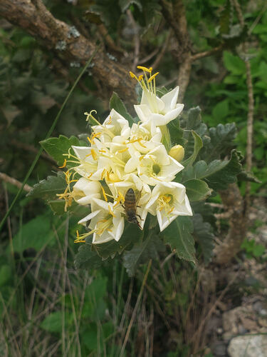 Cantua quercifolia (Cantua quercifolia)