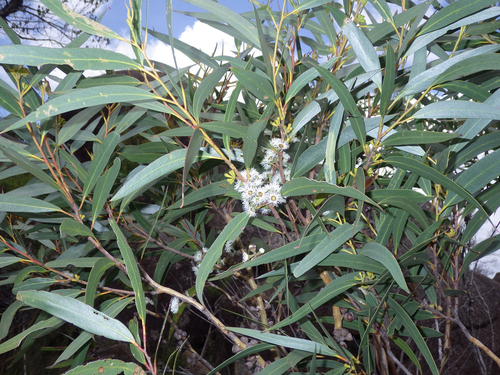 Bell-fruited Mallee Ash (Eucalyptus codonocarpa)