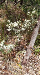 Spyridium coactilifolium