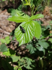 Laphria rufifemorata