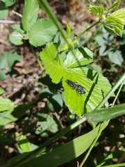 Laphria rufifemorata