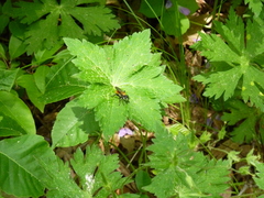Laphria sericea