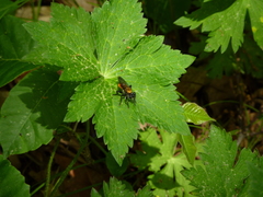 Laphria sericea