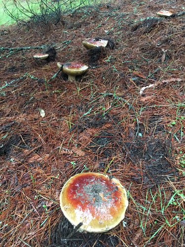 Needle carpet in a pine woodland