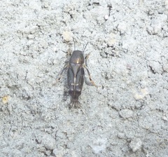 Tridactylidae