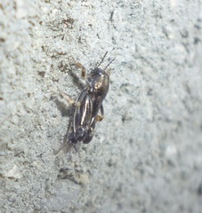 Tridactylidae
