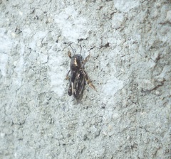 Tridactylidae