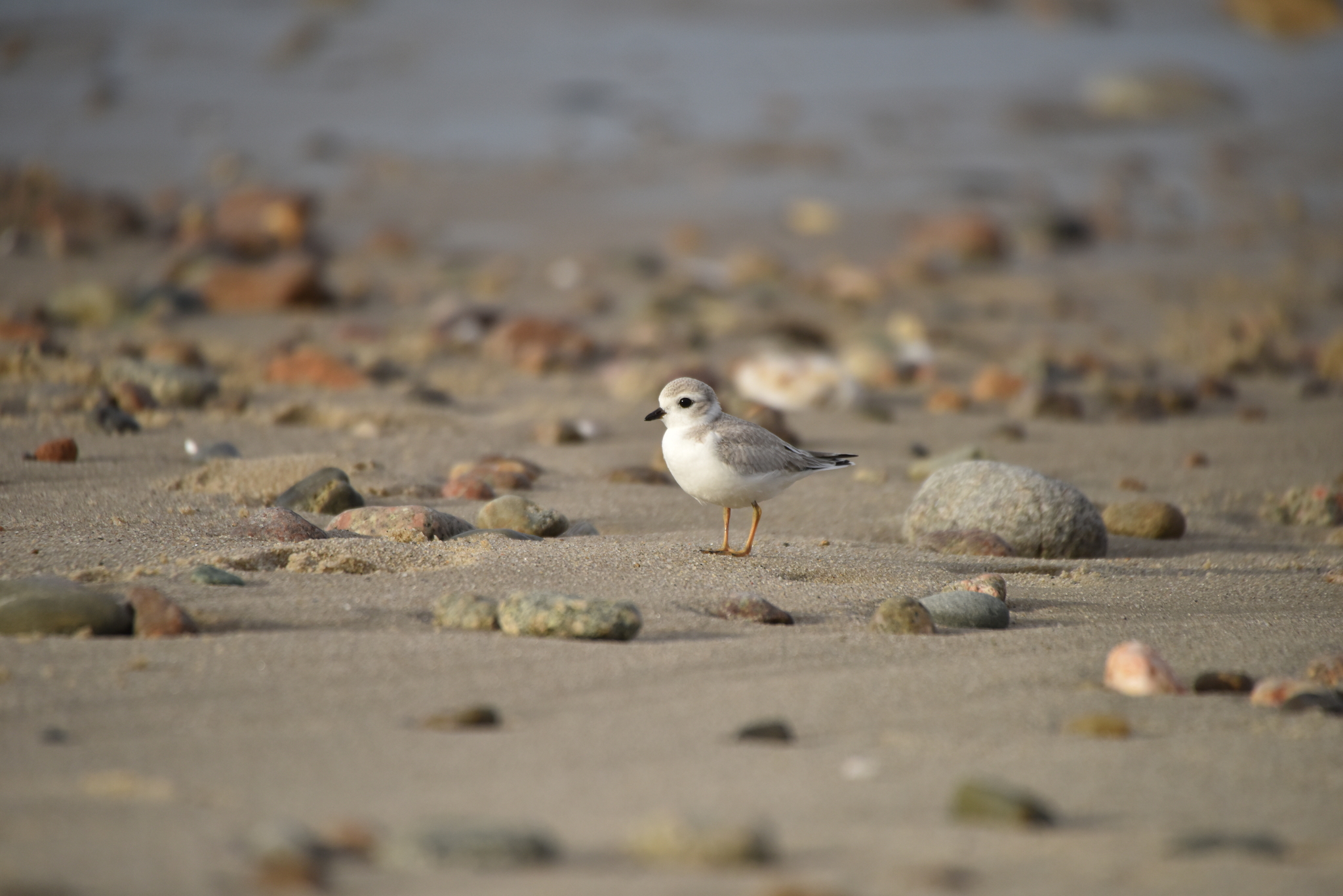 Piping Plover (Charadrius melodus)