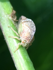 Cyrtolobus pallidifrontis