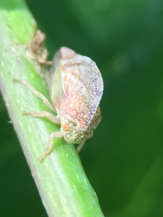 Cyrtolobus pallidifrontis