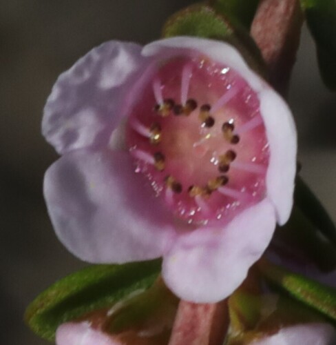 Myrtle (Thryptomene baeckeacea)