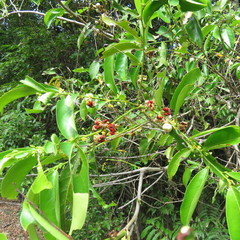 Glochidion harveyanum