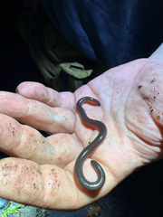 Angel's Caecilian photo 2