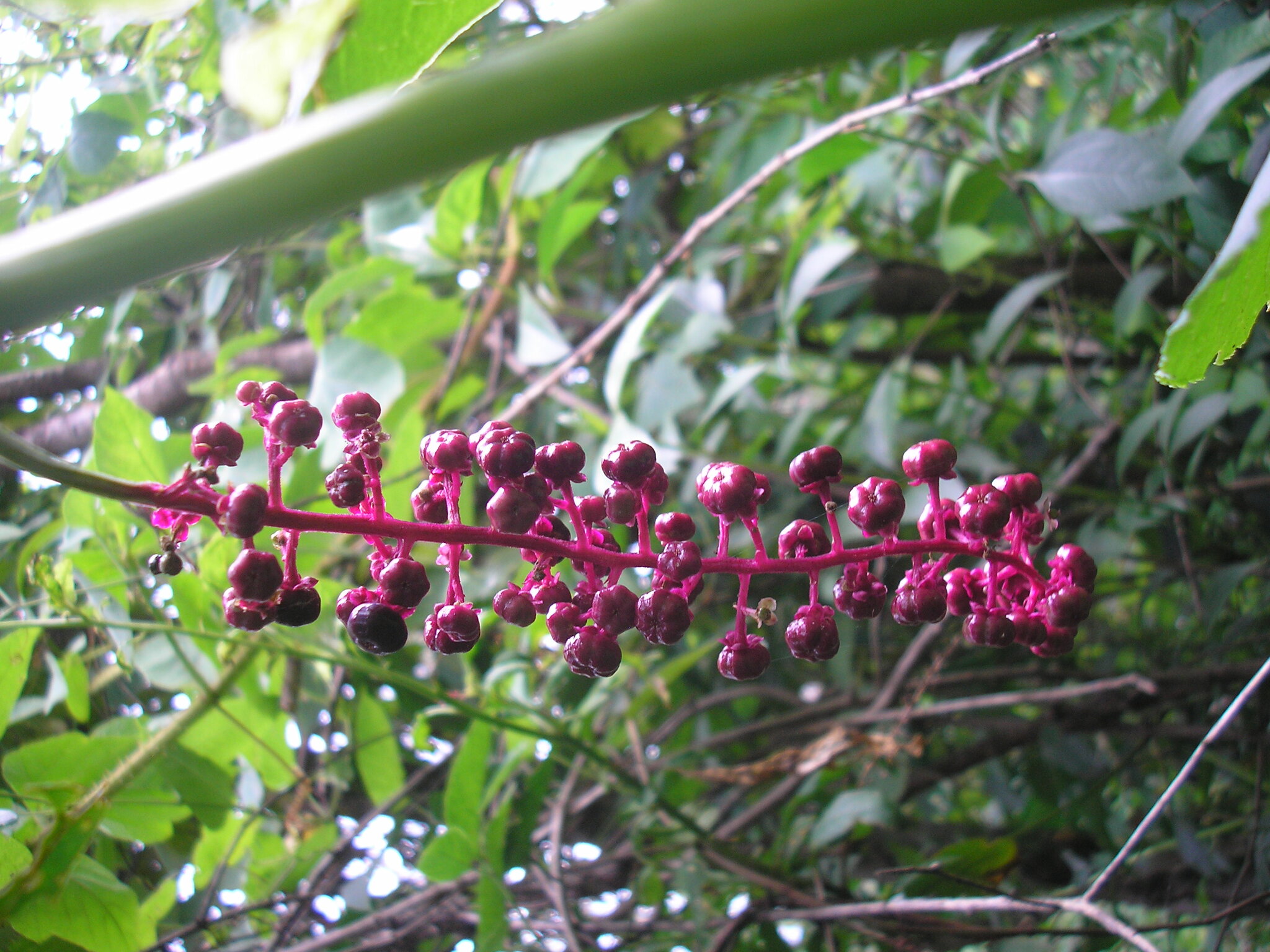 Phytolacca thyrsiflora