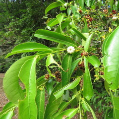 Glochidion harveyanum
