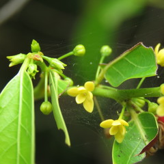 Glochidion harveyanum