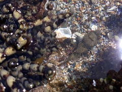 Tetractenos glaber