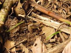 Leptodactylus leptodactyloides