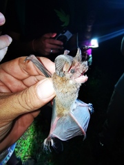 Nyctinomops laticaudatus