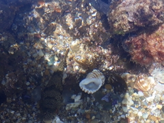 Tetractenos glaber