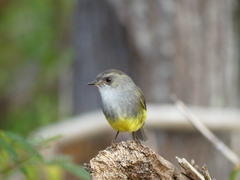 Eopsaltria flaviventris