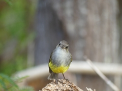 Eopsaltria flaviventris